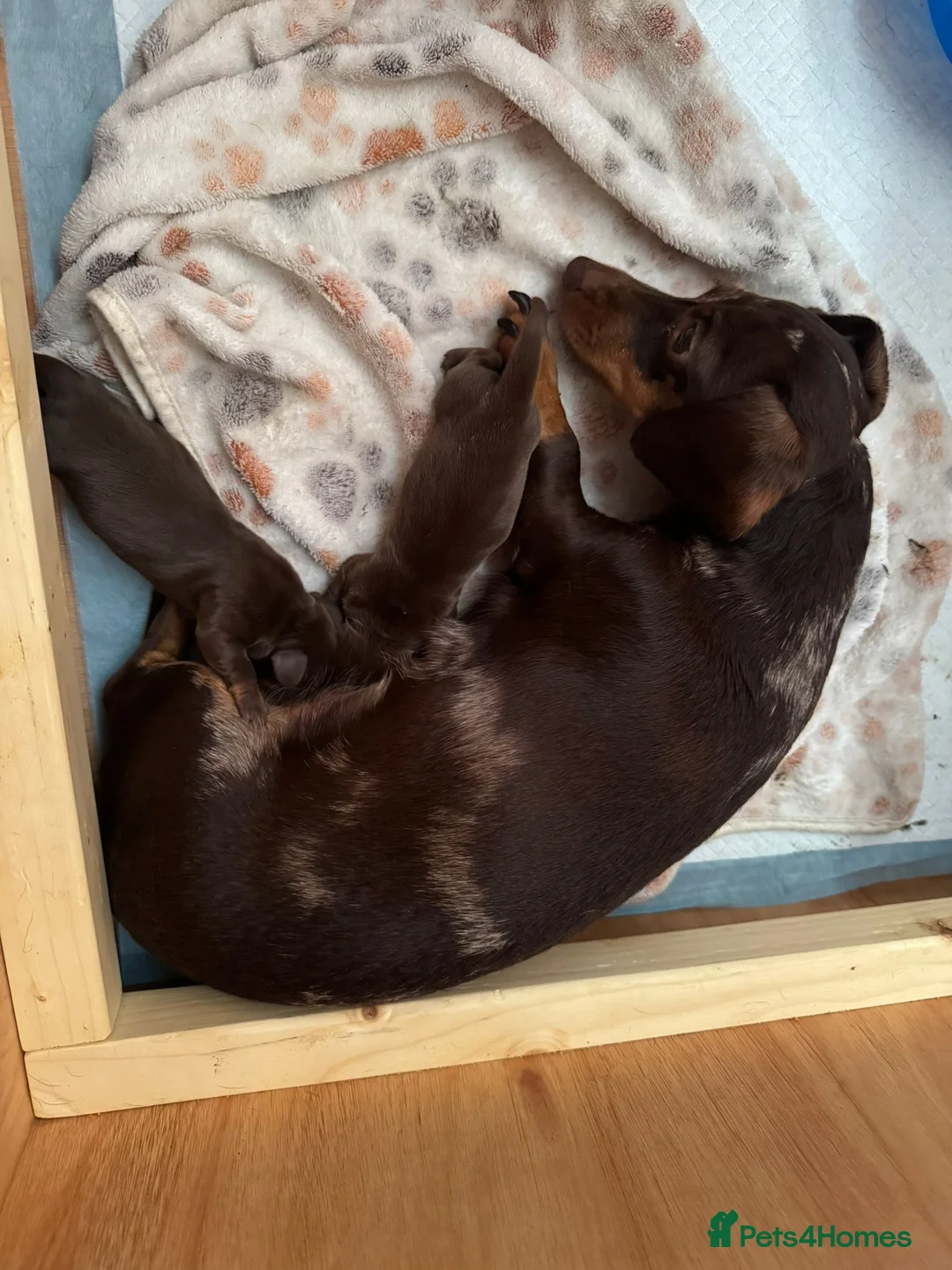Miniature Dachshund dogs for sale: Two chocolate males in St Albans - Advert 2