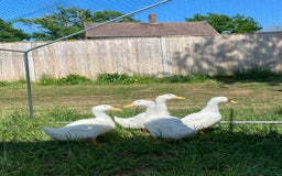 Ducks poultry for sale: 3 male pekin ducks - Image 1