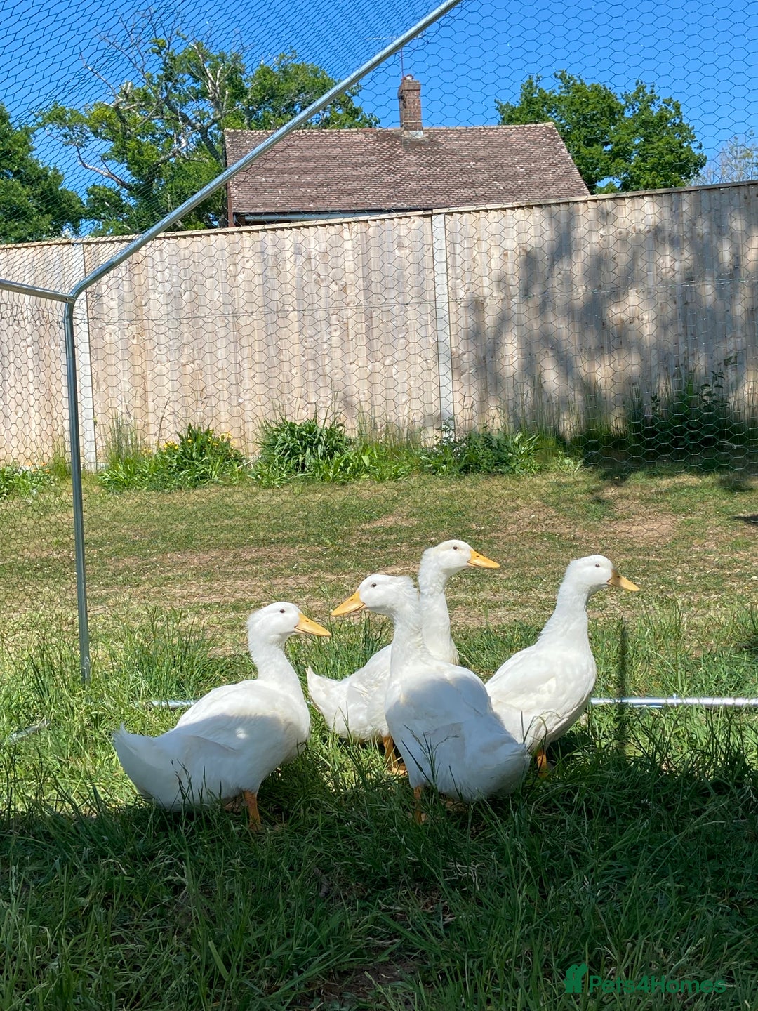 Ducks poultry for sale: 3 male pekin ducks - Image 1