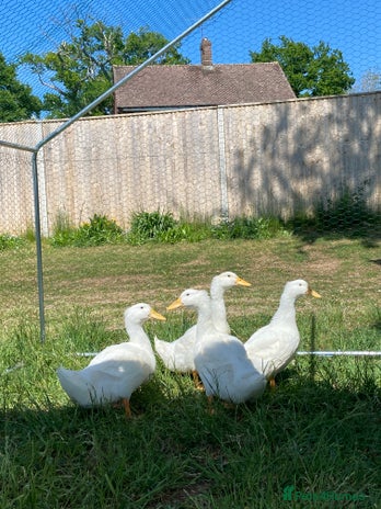 Ducks poultry - Advert 8