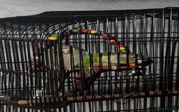 Conures birds for sale: Green Cheek Conure - Image 5