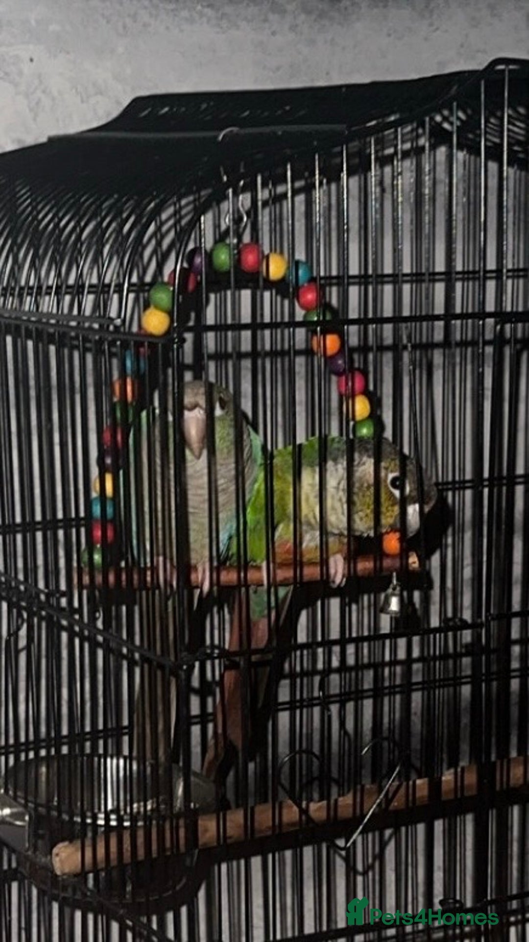 Conures birds for sale: Green Cheek Conure - Image 5