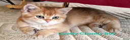 British Shorthair cats for sale: British Shorthair Golden Chinchilla Kittens - Advert 1