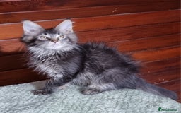 Maine Coon cats for sale: GCCF Pedigree Maine Coon Kittens for sale  - Image 14