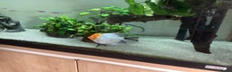 Angelfish fish for sale: Tropical fish Free to good home   - Advert 2