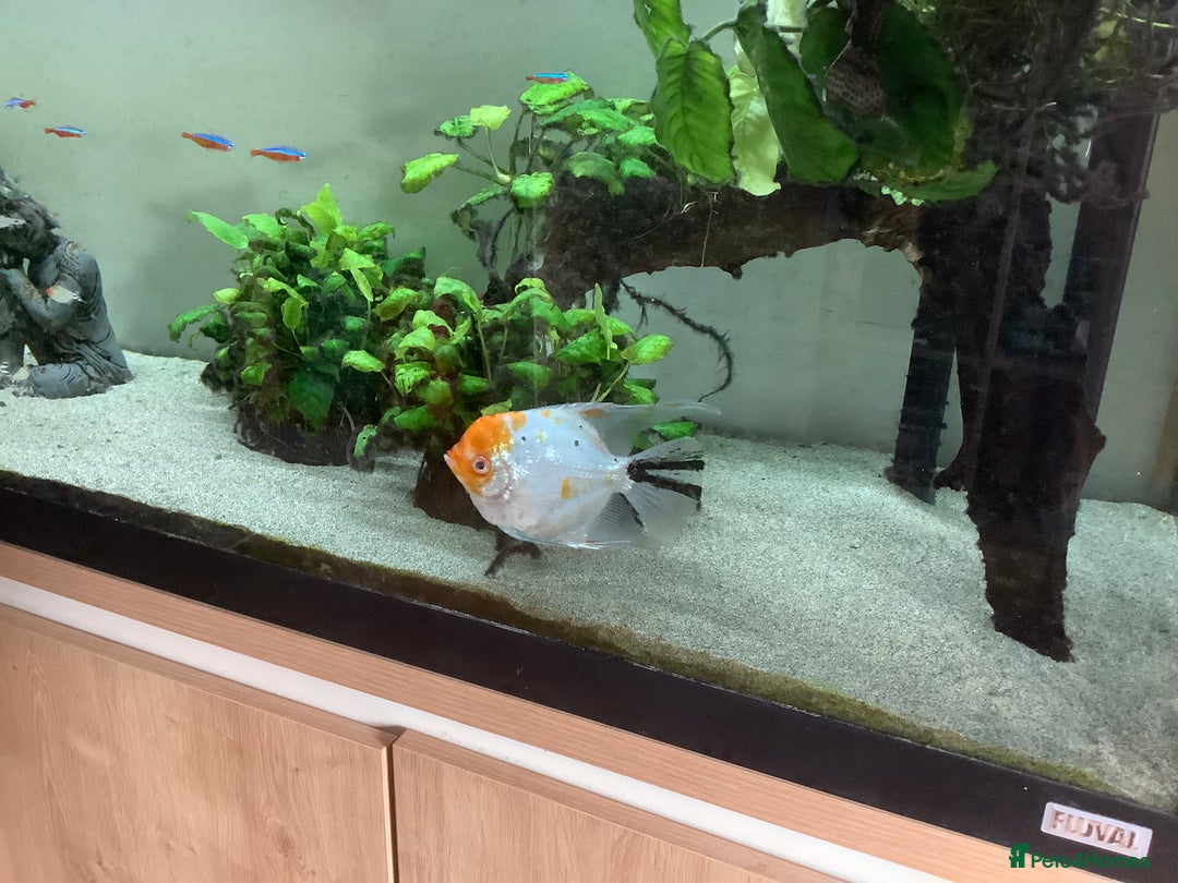 Angelfish fish for sale: Tropical fish Free to good home   - Advert 2