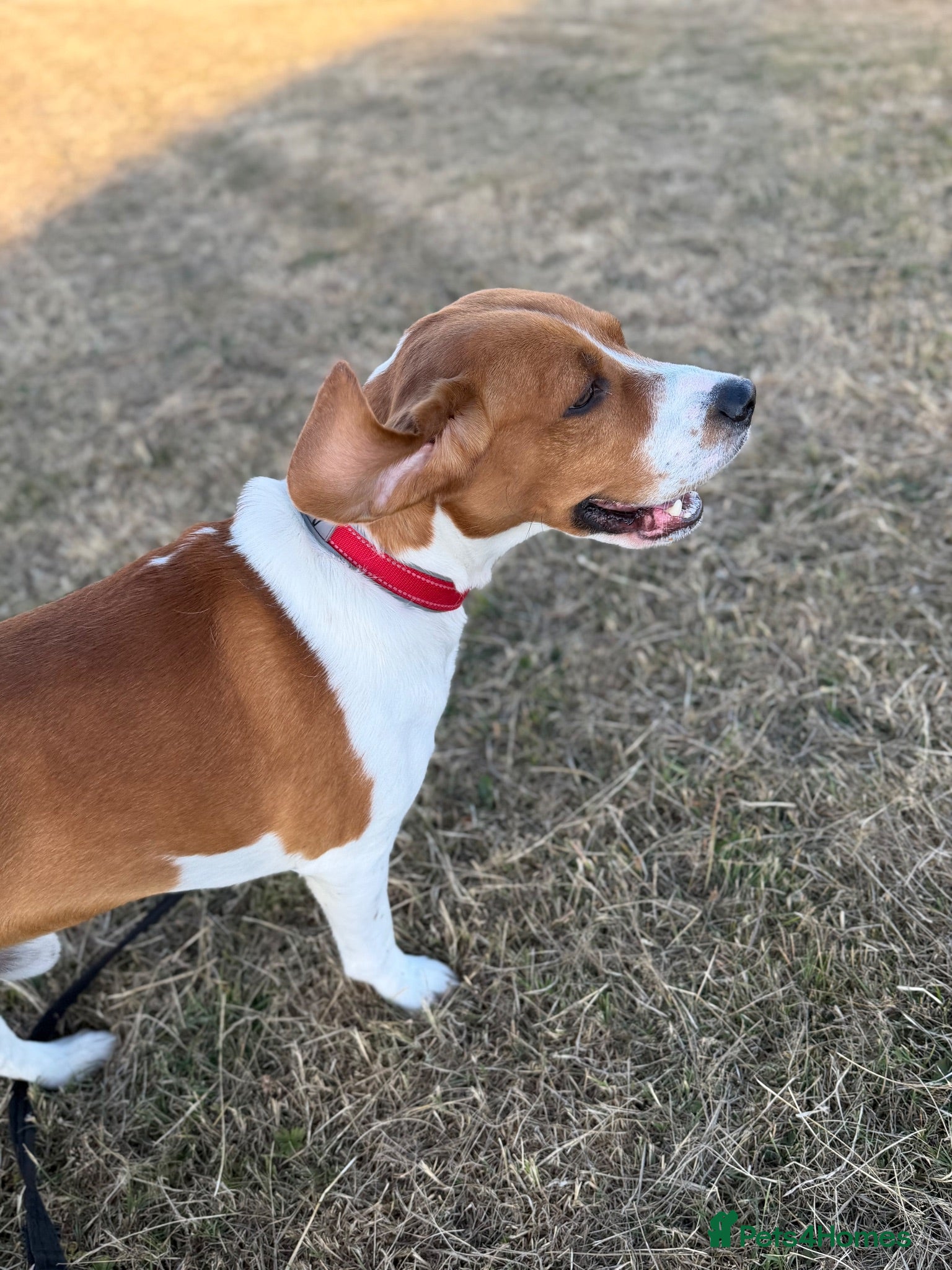 Beagle dogs Teo needs a forever home - Advert 1