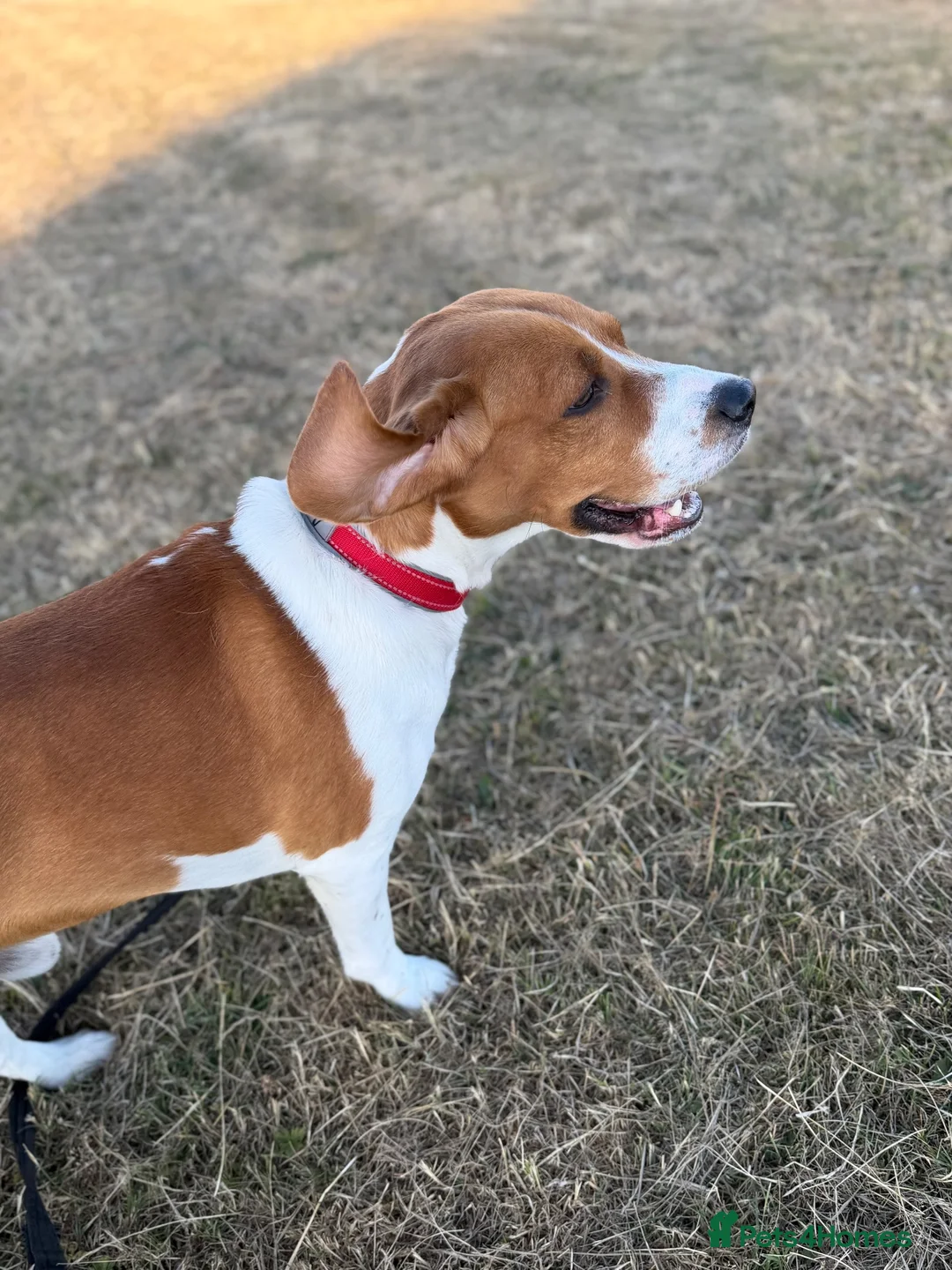Beagle dogs for sale: Teo needs a forever home - Advert 1