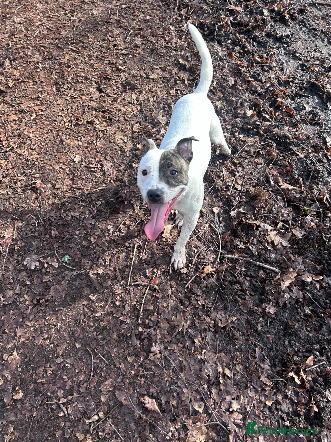 Staffordshire Bull Terrier dogs for sale: Rehoming our gorgeous boy! in Stourbridge - Advert 1