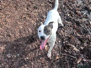 Staffordshire Bull Terrier dogs Rehoming our gorgeous boy! - Advert 9