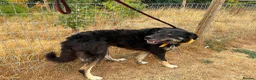 Mixed Breed dogs for adoption: Daniel - Ipswich Suffolk  in Ipswich - Advert 12