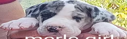 Great Dane dogs for sale: Merle puppy bitch in Ruthin - Advert 4