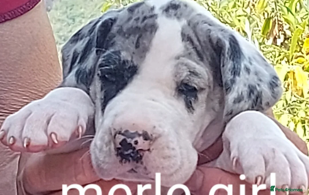 Great Dane dogs for sale: Merle puppy bitch in Ruthin - Advert 4
