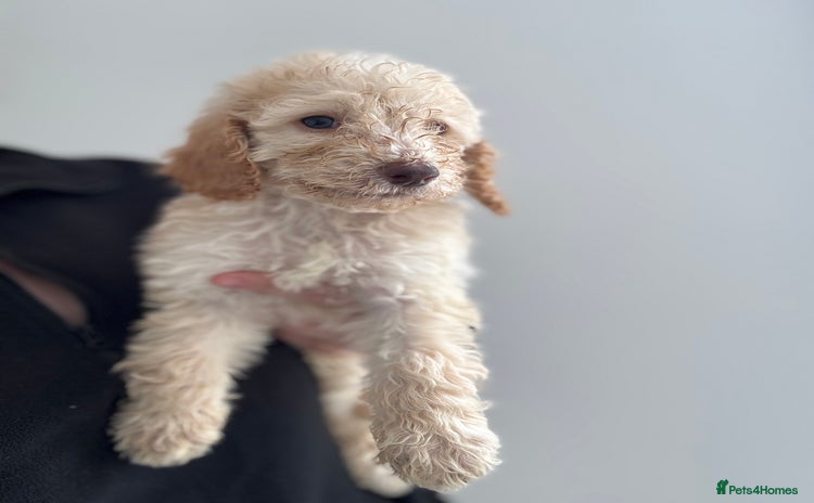 Cockapoo dogs - Advert 1