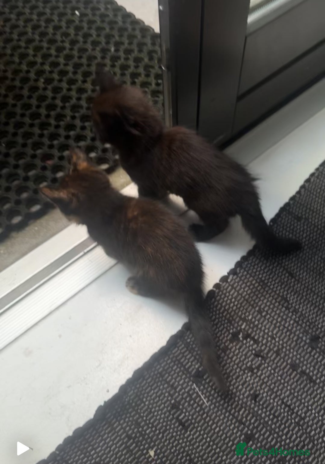 Asian cats for sale: Kitten  in London - Advert 2