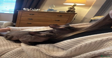 Sphynx cats - Advert 5