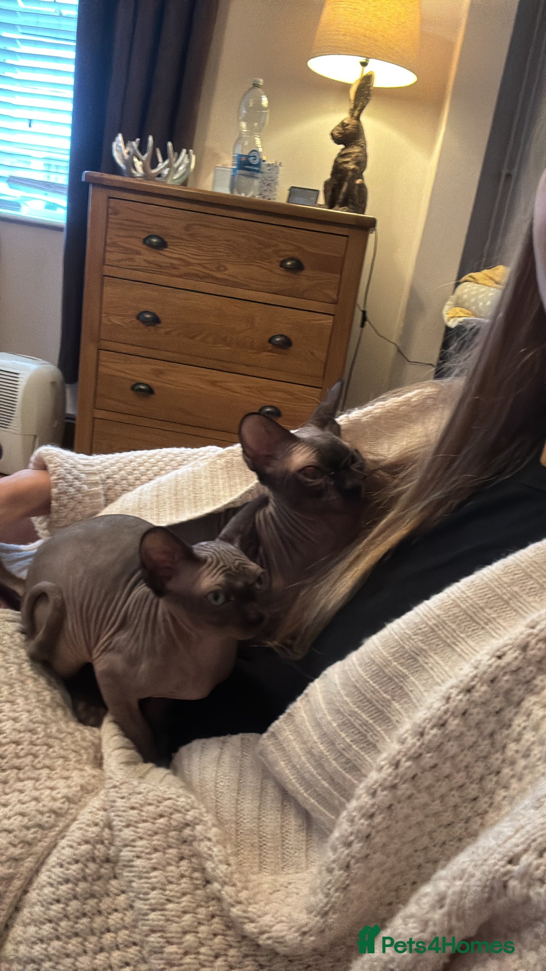 Sphynx cats for sale: ✨ Beautiful Sphynx Kitten – Female ✨ - Image 2