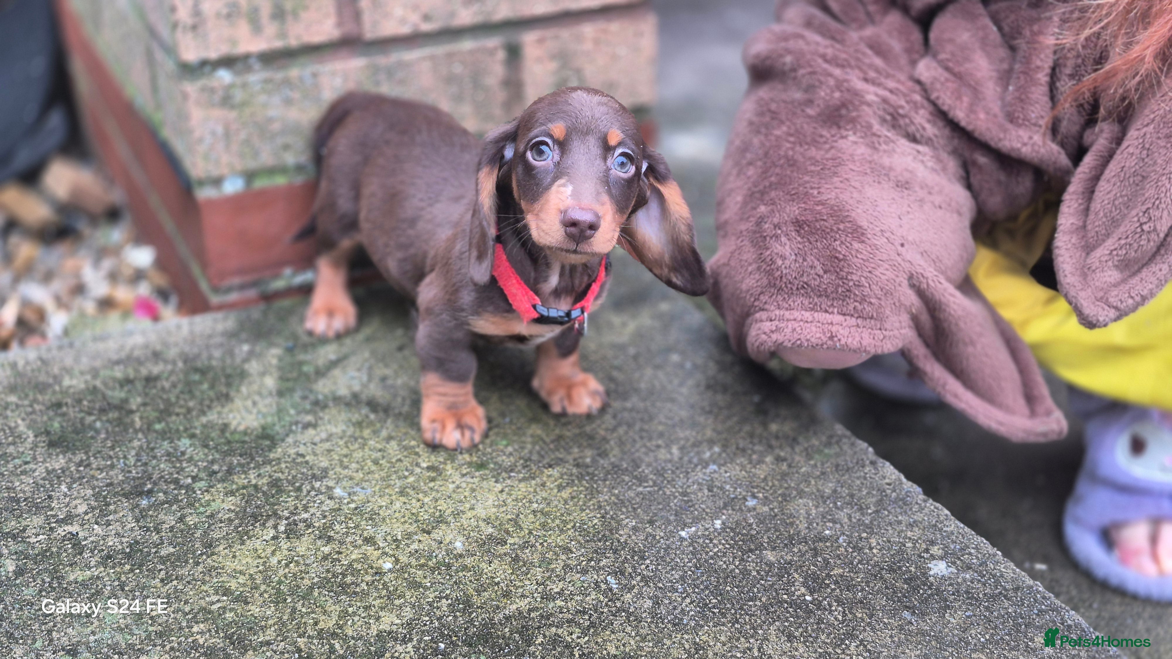 Dachshund dogs miniature dachshund READY  - Advert 5