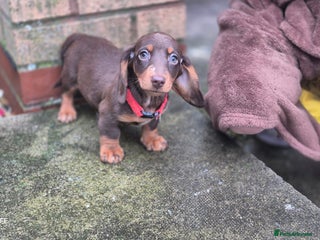 Dachshund dogs miniature dachshund READY - Advert 5