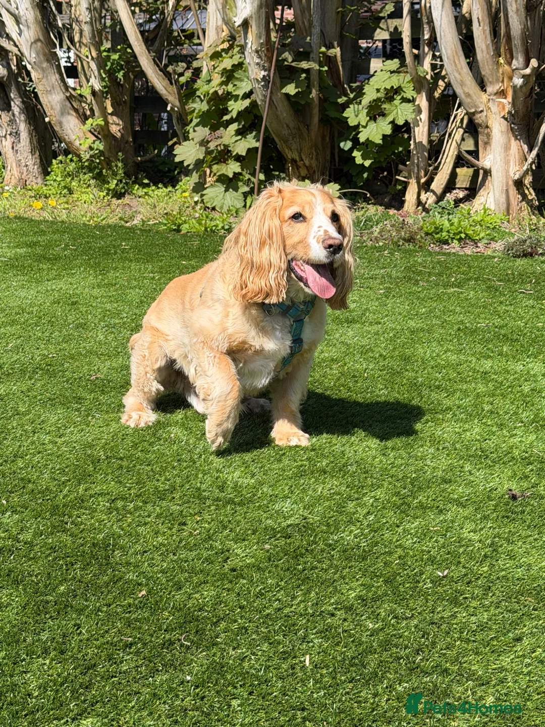 Cocker Spaniel dogs for sale: Working cocker spaniel needs a home in Manchester - Advert 2