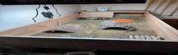 Hermann Tortoise reptiles for sale: Hermann tortoise and table  - Advert 8