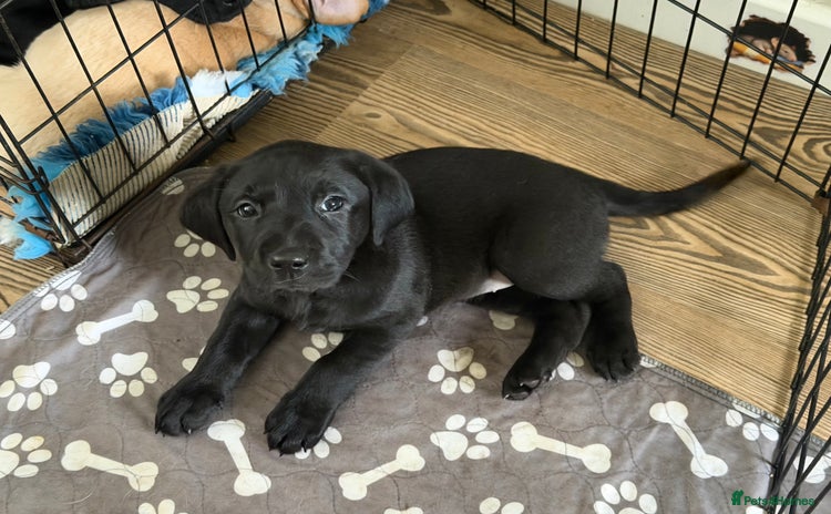 Labrador Retriever dogs - Advert 16