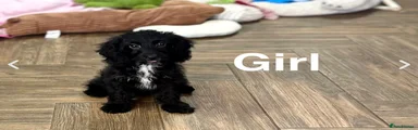 Black girl 