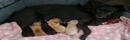 Chihuahua dogs for sale: Long Coat Chihuahua pups - Advert 20