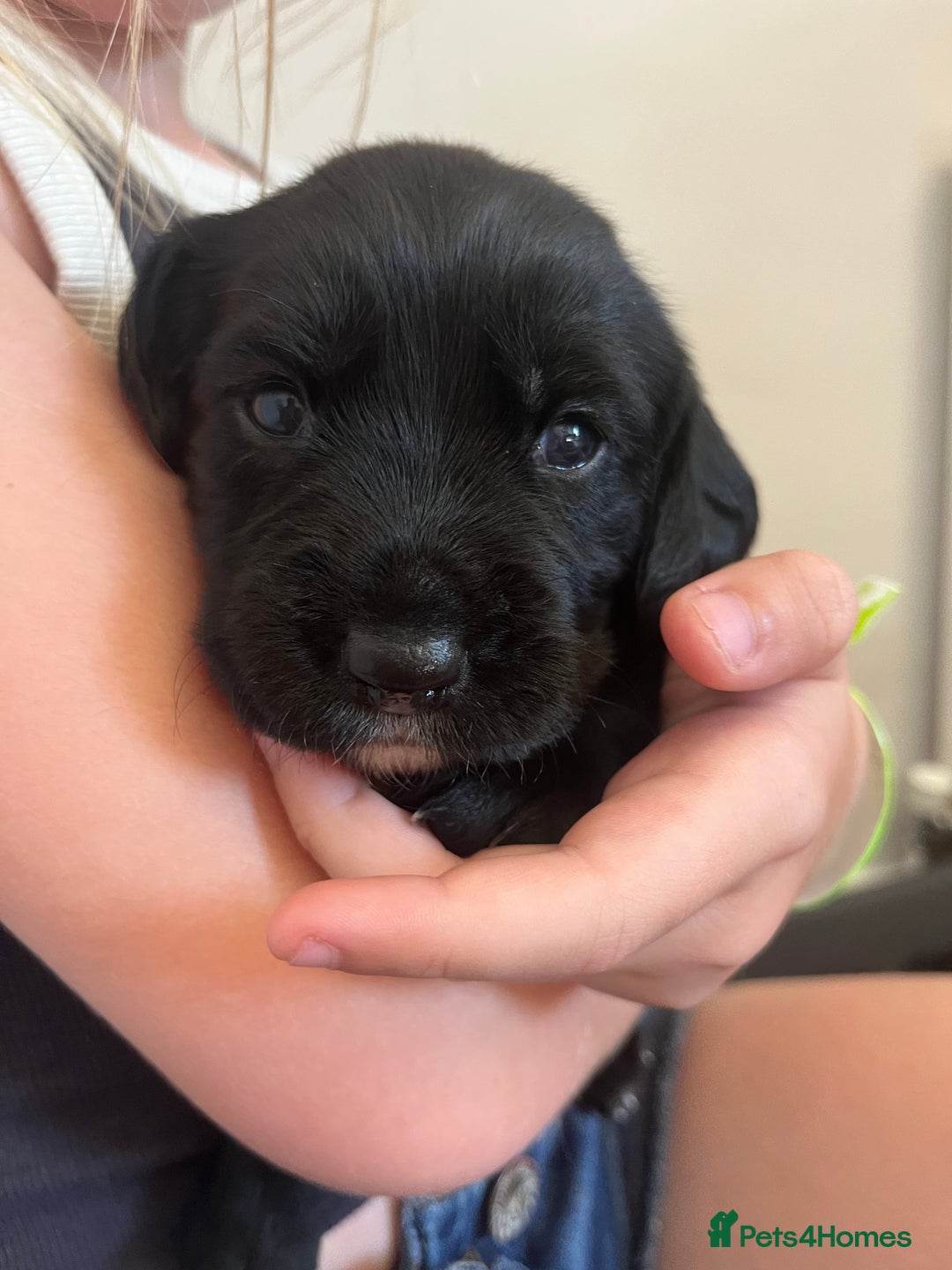 Springador dogs for sale: Springerdor puppies  - Image 1