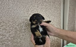 Jack Russell dogs for sale: Chocolate and Tan and Black and Tan Jacks - Image 6