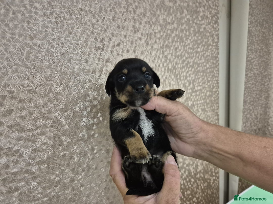 Jack Russell dogs for sale: Chocolate and Tan and Black and Tan Jacks - Image 6