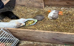 Guinea Pig rodents for sale: Baby guinea pigs - Image 4