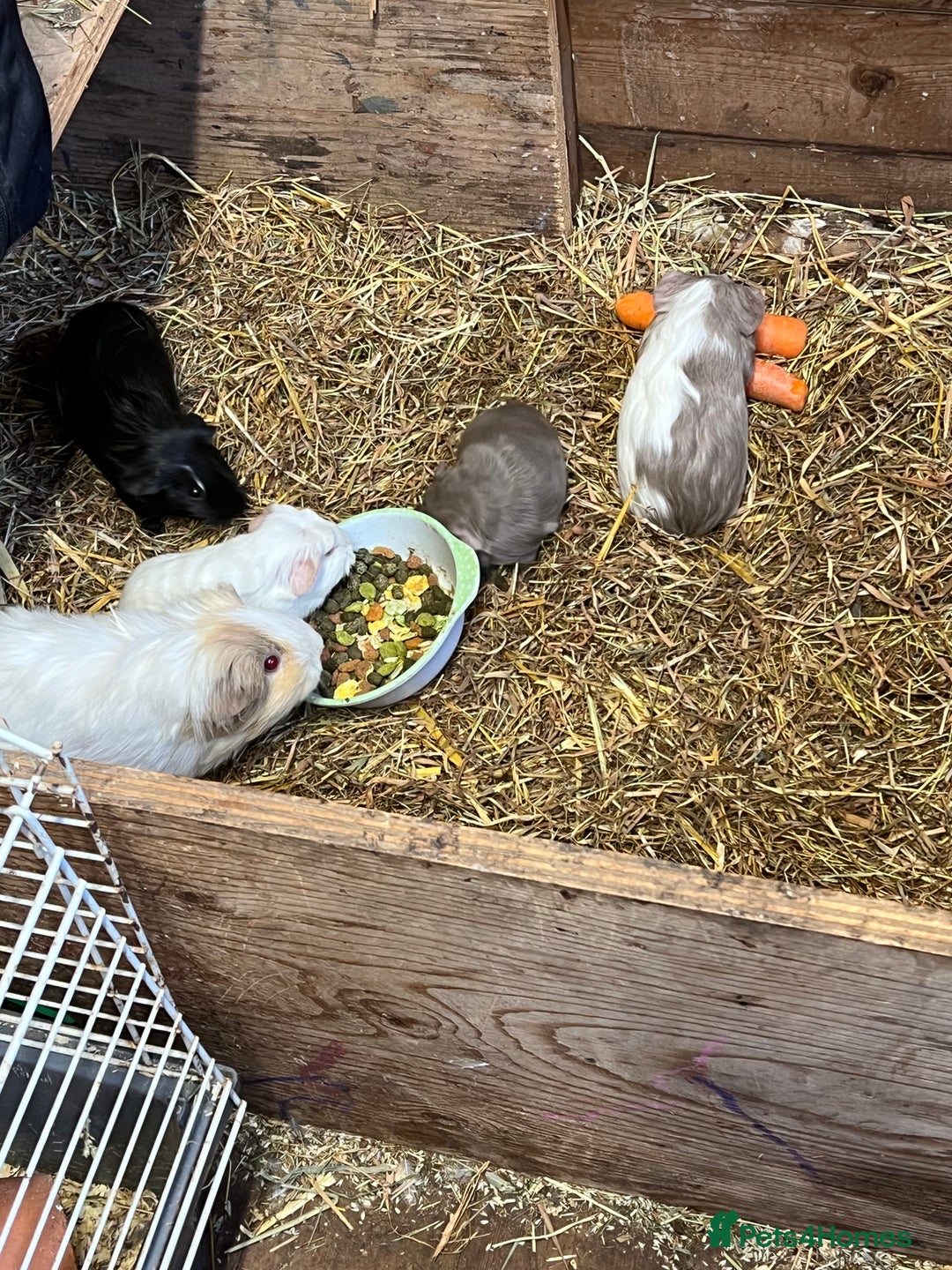 Guinea Pig rodents for sale: Baby guinea pigs - Image 4