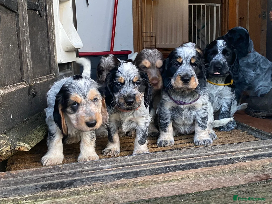 Cocker Spaniel dogs for stud: KC REG SHOW COCKER SPANIEL STUD in Gosport - Advert 19