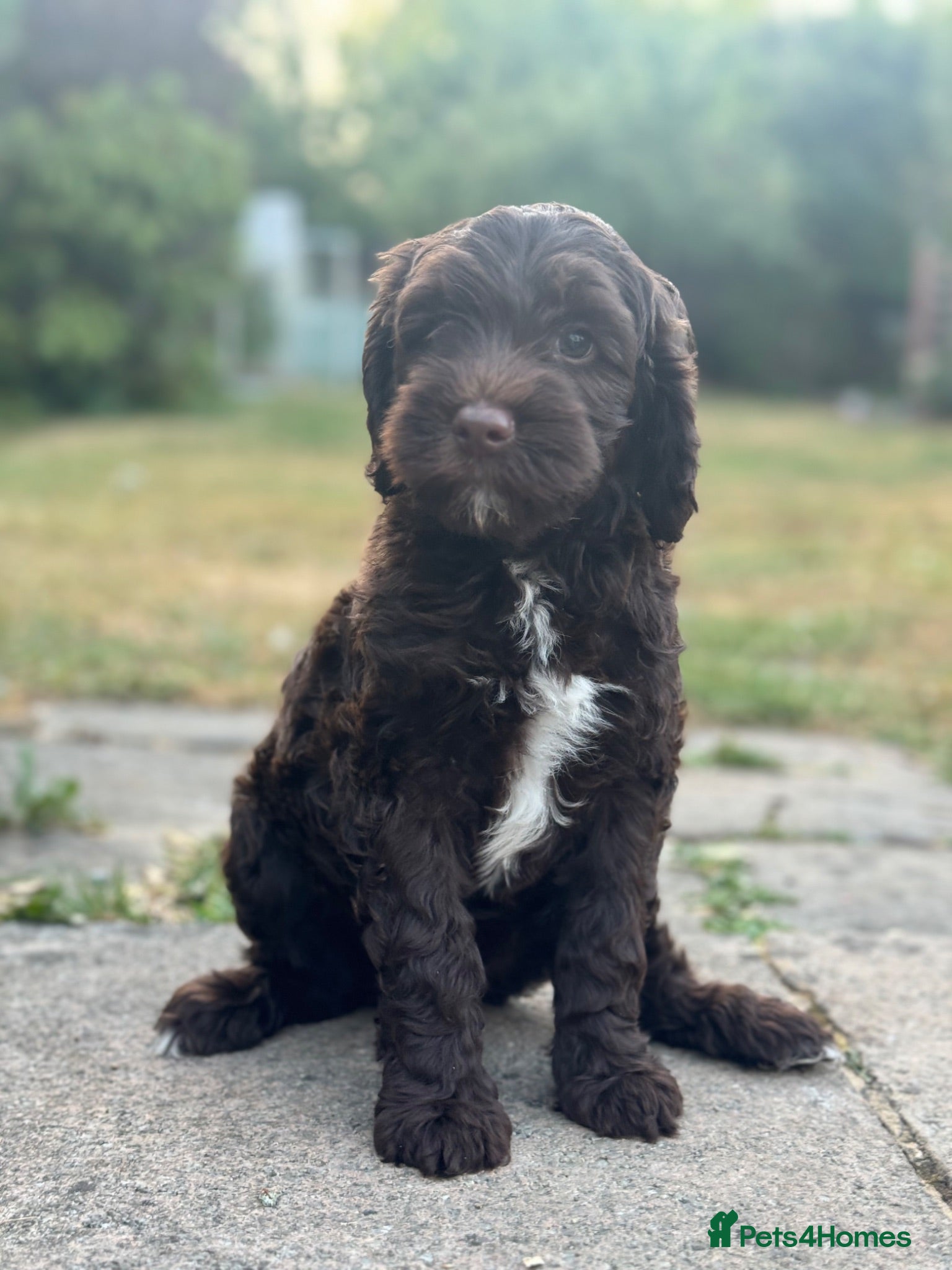 Australian Labradoodle dogs Australian labradoodle puppies Medium - Advert 17