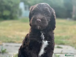 Australian Labradoodle dogs Australian labradoodle puppies Medium - Advert 17