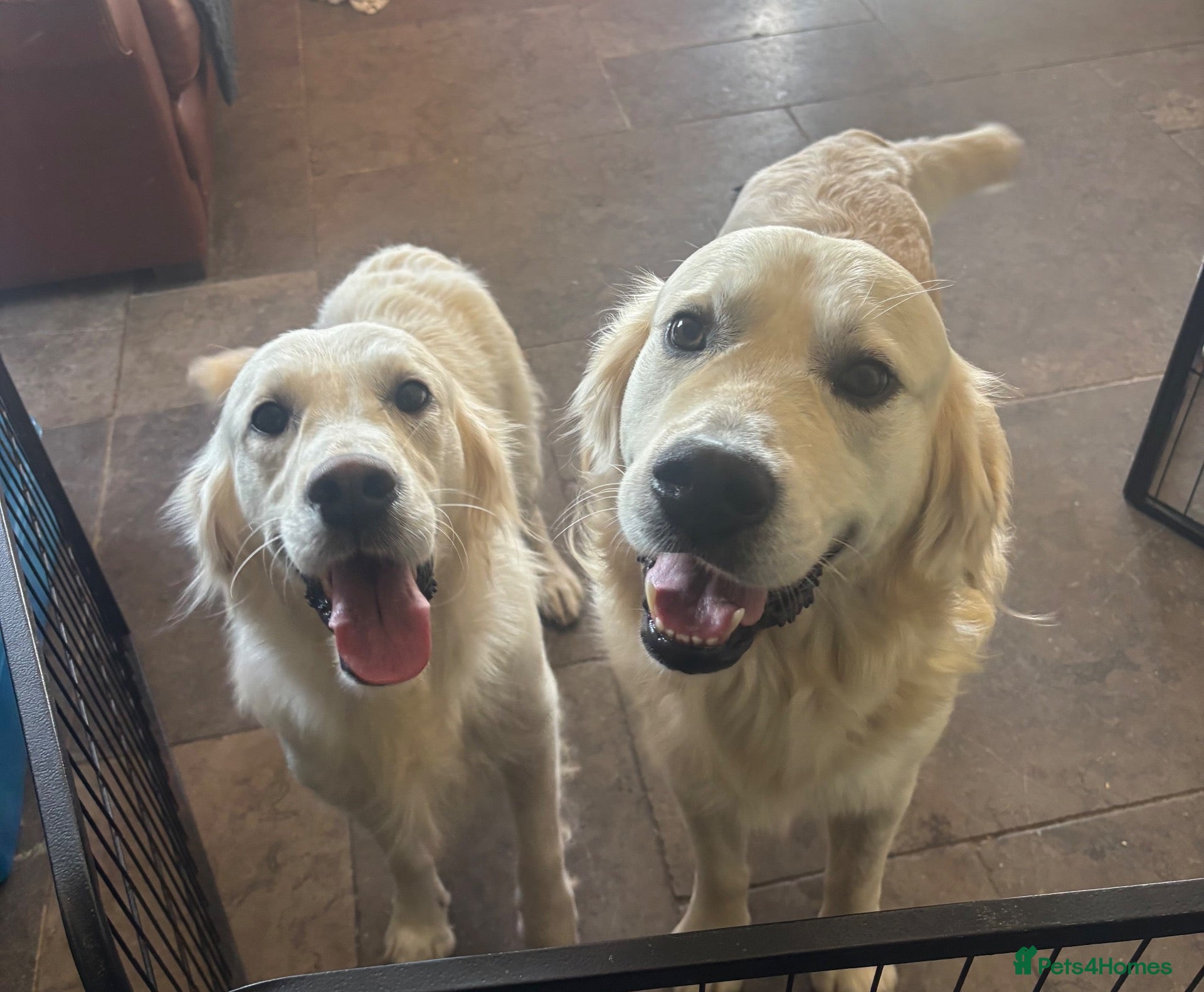 Golden Retriever dogs Kc golden retriever pups health tested parents - Advert 2
