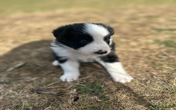 Border Collie dogs for sale: Border Collie Pups for Sale  - Image 1
