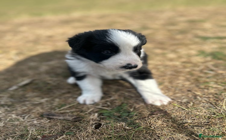 Border Collie dogs - Advert 1