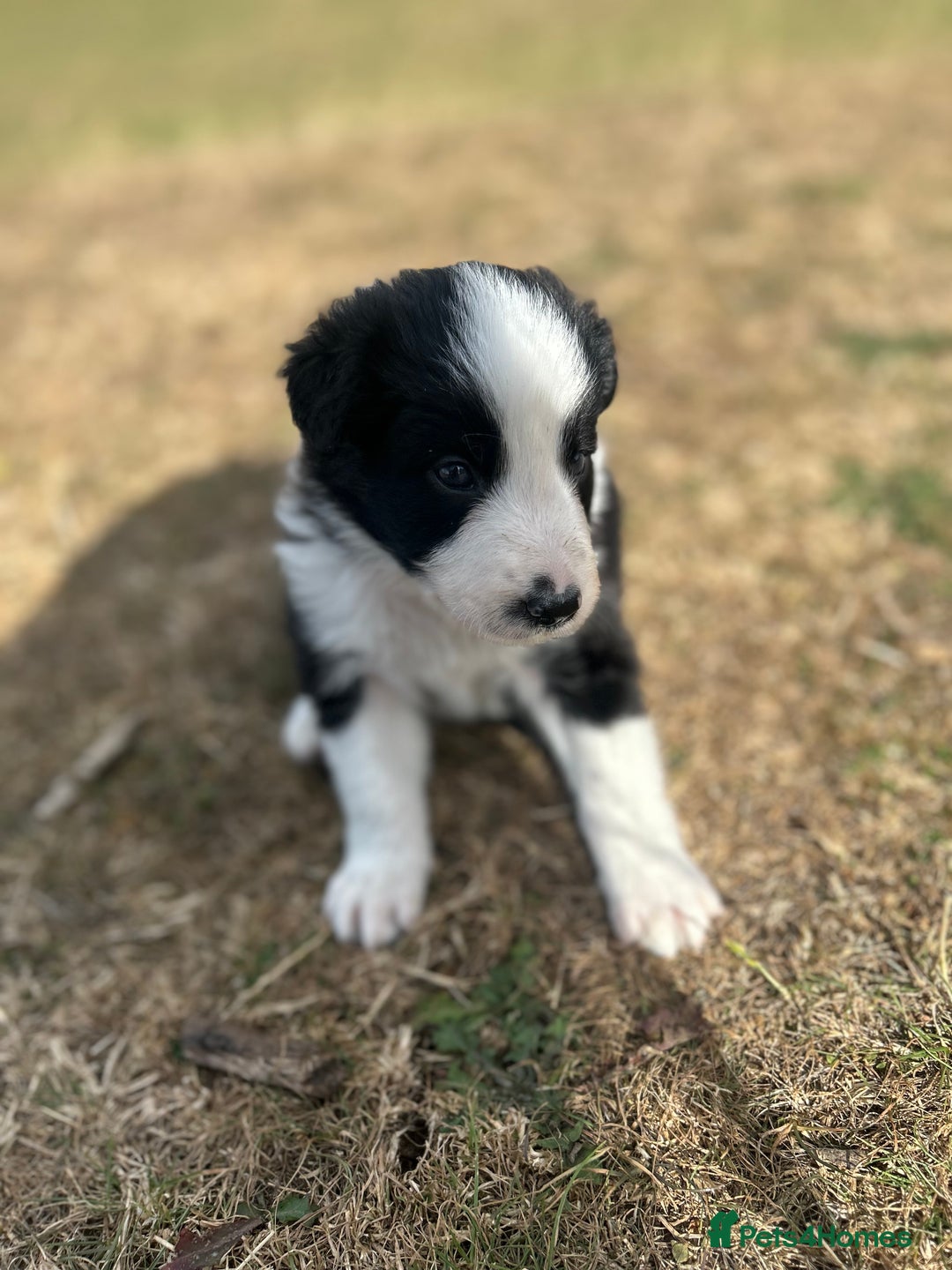 Border Collie dogs for sale: Border Collie Pups for Sale  - Image 1