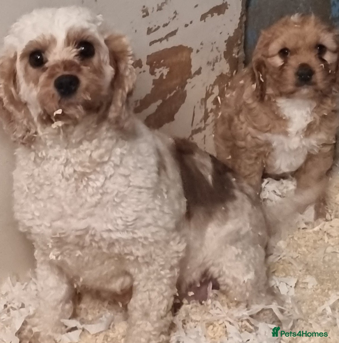 Cavapoo dogs Lovely cavapoo puppies for sale  - Advert 1