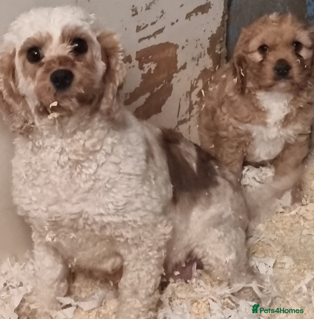 Cavapoo dogs for sale: Lovely cavapoo puppies for sale  - Advert 1