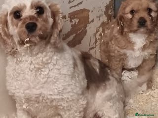 Cavapoo dogs Lovely cavapoo puppies for sale - Advert 9