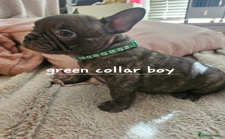French Bulldog dogs - Advert 8