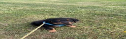 Rottweiler dogs for sale: Fluffy Rottweiler  - Advert 13