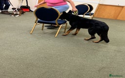 German Shepherd dogs for stud: King Shere khan von shepear at stud in Bedford - Image 2