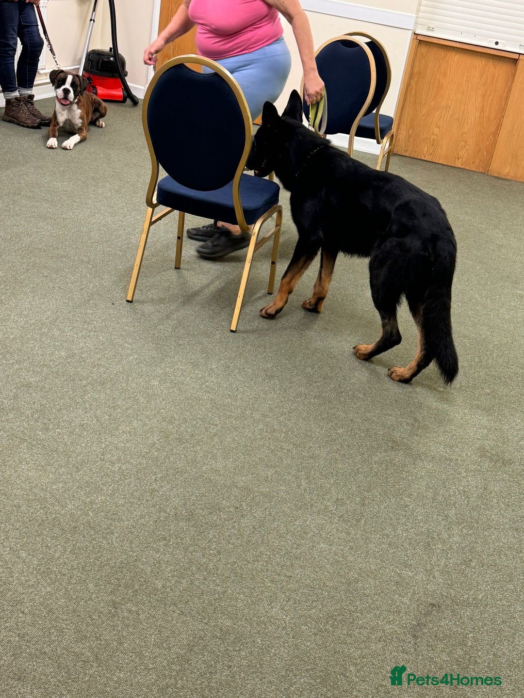 German Shepherd dogs for stud: King Shere khan von shepear at stud in Bedford - Image 2