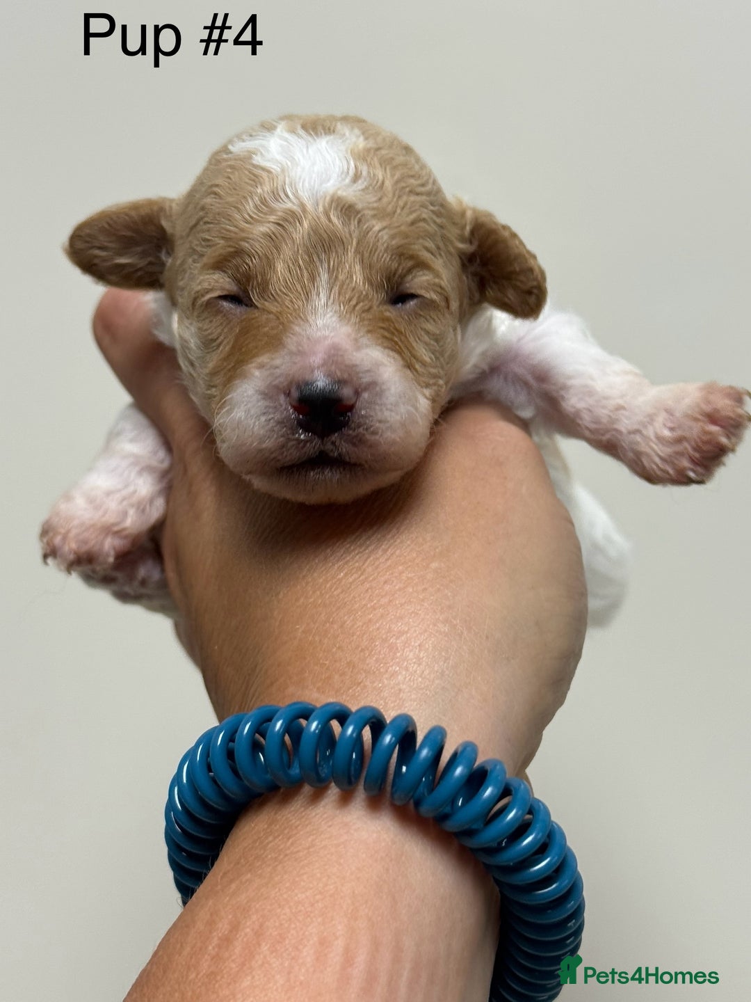 Toy Poodle dogs for sale: Tiny, rare parti poodle puppies. Red & white.  - Image 19