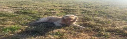 Cockapoo dogs for stud:  Teddy Gorgeous Apricot F1 Male Cockapoo for Stud - Advert 2