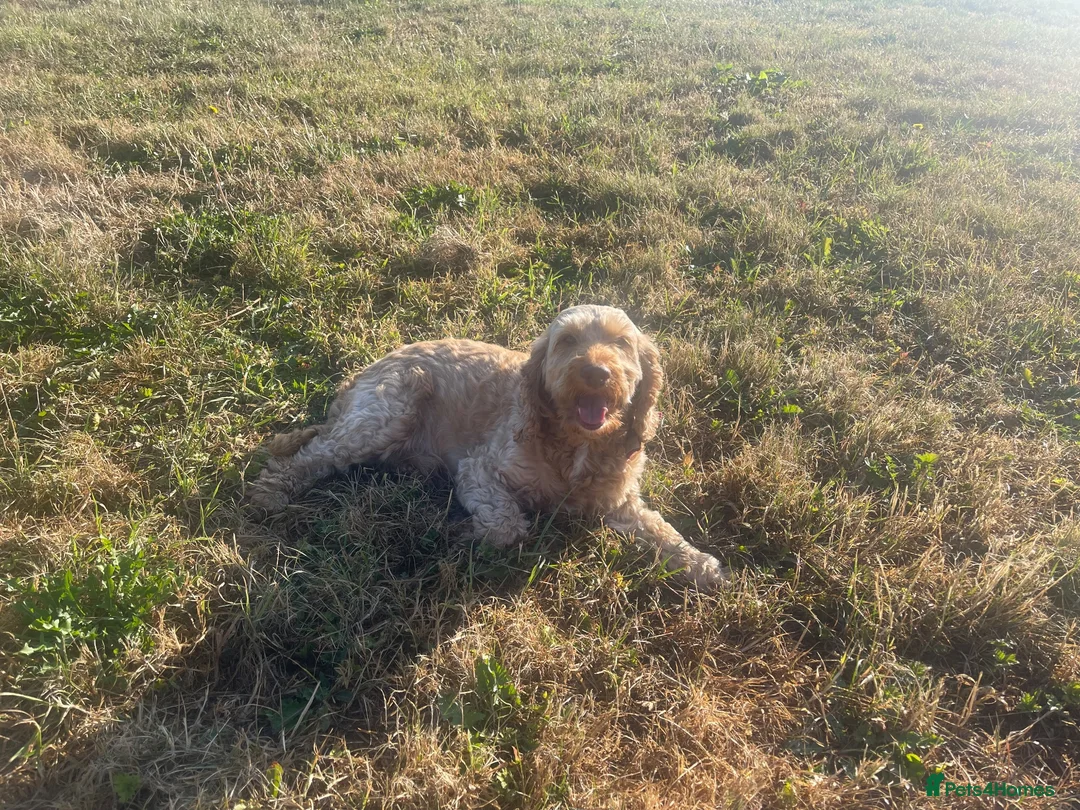 Cockapoo dogs for stud:  Teddy Gorgeous Apricot F1 Male Cockapoo for Stud - Advert 2